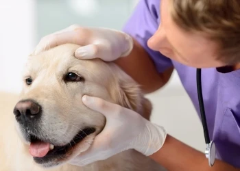 Dog at a veterinary clinic in Missouri